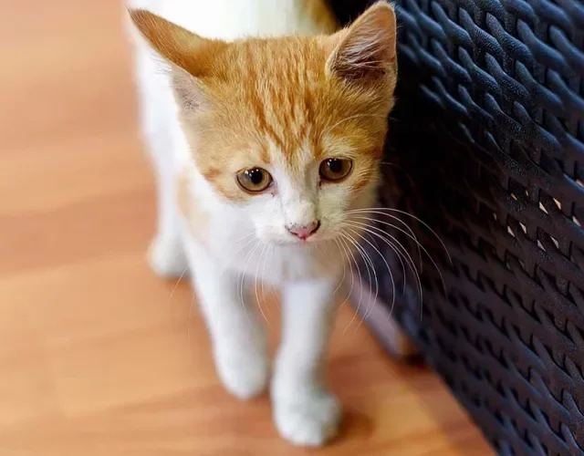 Gato laranja e branco andando em casa