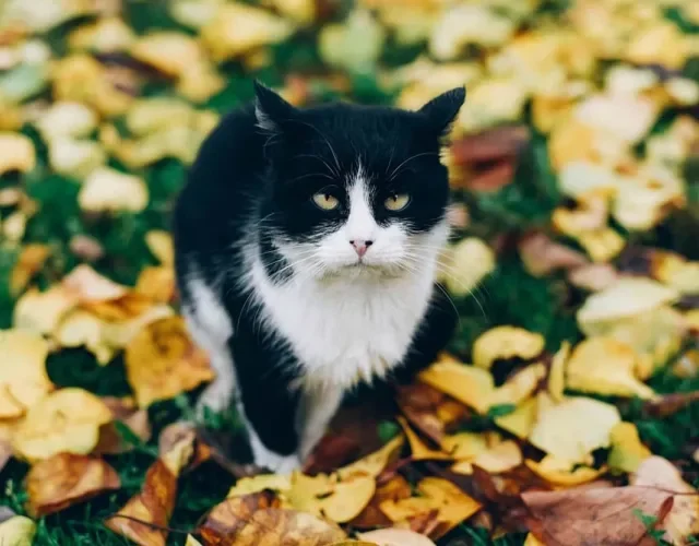 Gato preto e branco em campo florido