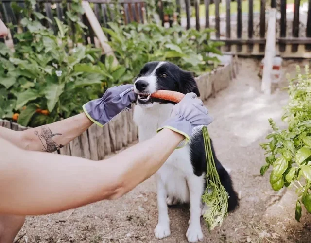 Saber quais os legumes que cachorro podem comer é importante para oferecer opções saudáveis