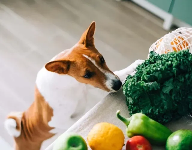 Pode colocar verduras e legumes para cachorro na sua lista de compras!