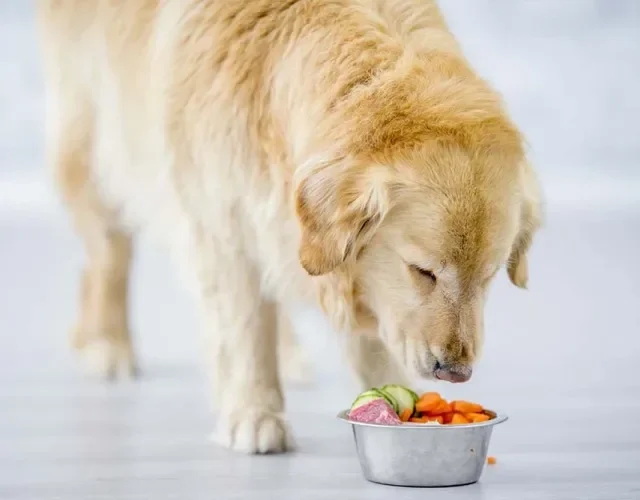 Verduras e legumes que cachorro pode comer são ótimos complementos para a ração