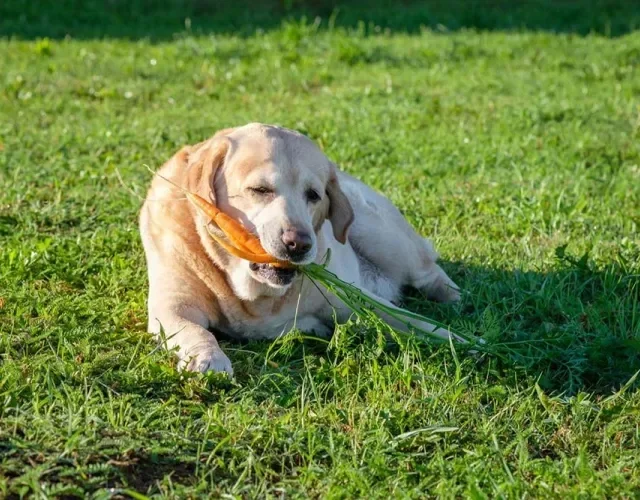 Oferecer alimentos saudáveis para cães é essencial para um bom desenvolvimento do animal