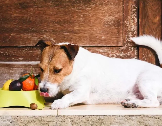 Verduras, frutas e legumes para cachorro ajudam a manter a saúde do animal em dia