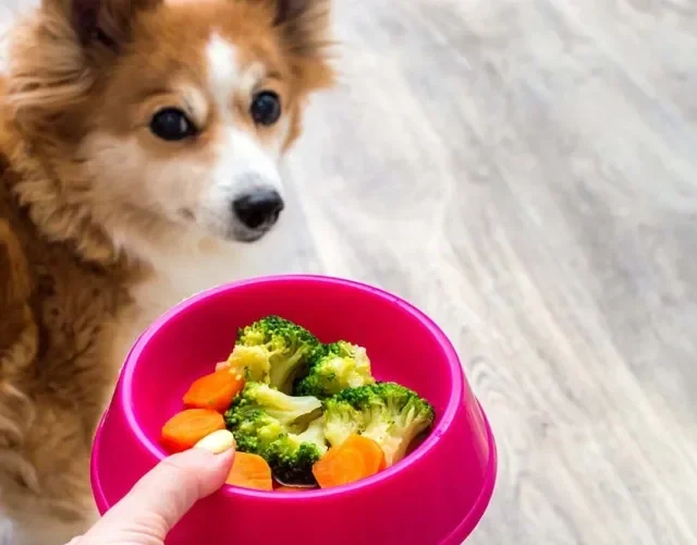 Cachorro pode comer brócolis, couve, abobrinha e muitos outros alimentos saudáveis!