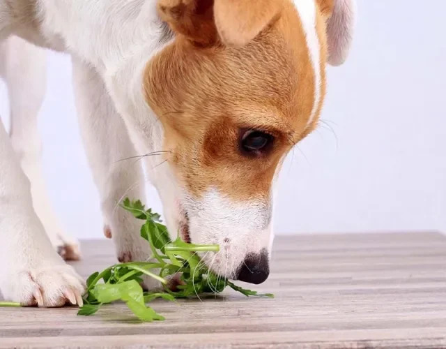 Você pode dar para cachorro verduras como agrião, alface e espinafre