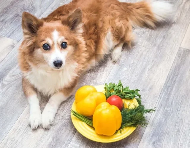 Verduras e legumes para cachorro são opções deliciosas de petisco que seu pet vai amar