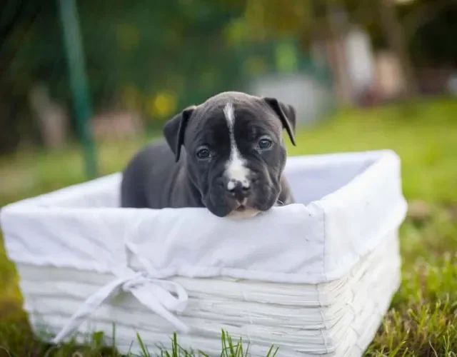 Filhote de Pitbull dentro de uma caixa em cima da grama