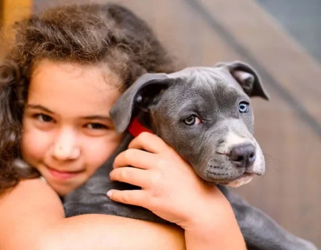 Criança abraçando um filhote de Pitbull cinza
