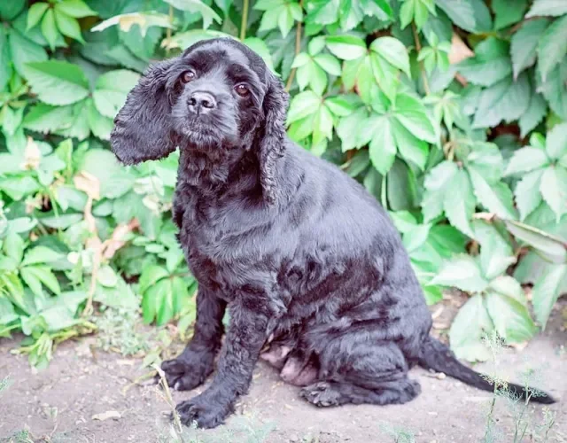 As cores do Cocker Spaniel Americano vão da pelagem clara aos tons escuros