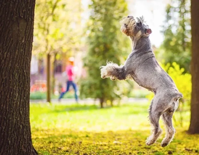 O cachorro Schnauzer gigante precisa de atividades físicas intensas