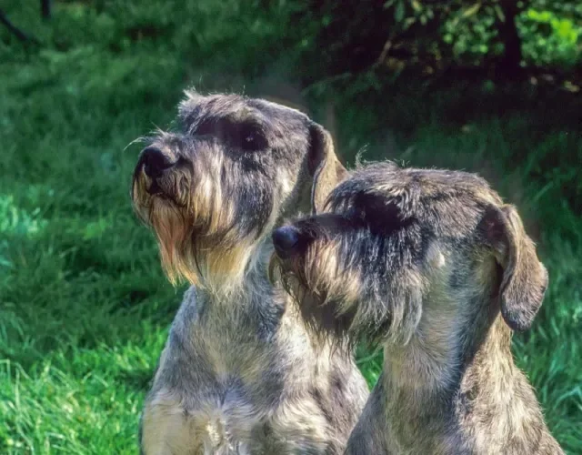 Schnauzer gigante: cachorro com as cores