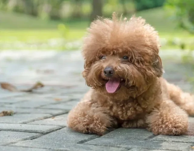 O Poodle Toy é um cachorro peludo pequeno muito inteligente e dócil