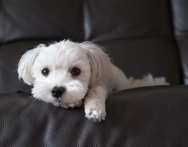 O Maltês é um cachorro peludo e pequeno que ama um carinho e se dá bem com todos