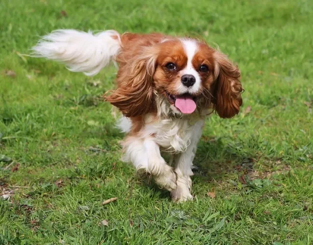 O Charles Spaniel é considerado uma das raças de cachorro de cachoro pequeno e peludo mais dóceis