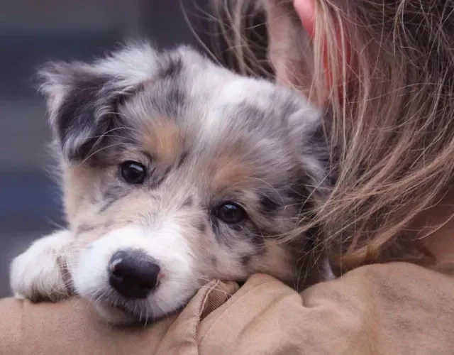 Border Collie blue merle: tricolor é uma das cores que podem ser encontradas com o gene