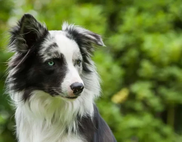 Border Collie azul merle: cachorro com o gene pode ter heterocromia