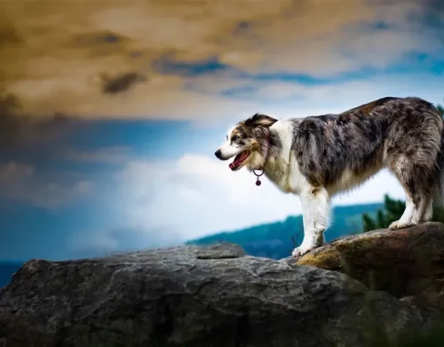 Border Collie blue merle tricolor apresenta a pelagem branca com outros dois tons de manchas