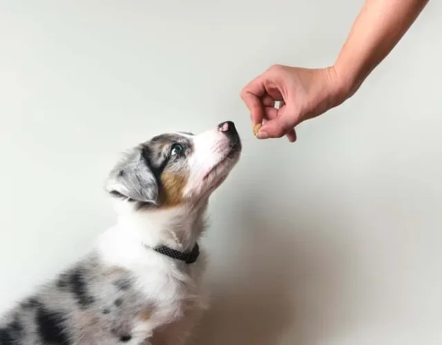 Border Collie blue merle tricolor: adestramento é muito importante para o peludo