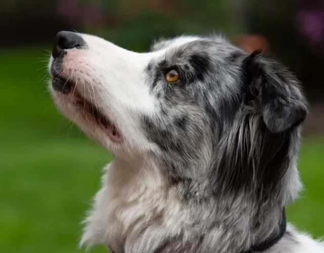 O Border Collie merle vai render ótimas fotografias