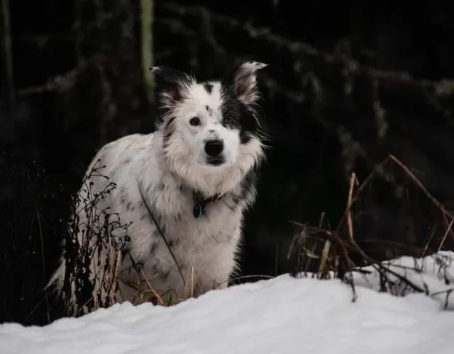 Border Collie merle pode ser bicolor ou tricolor