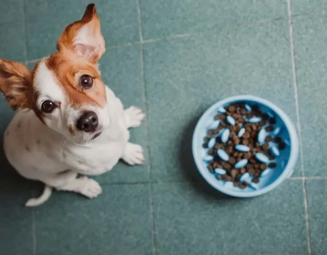 O comedouro lento para cachorro é indicado para cães que comem muito rápido
