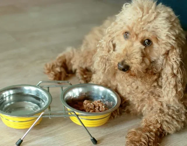 O comedouro alto para cachorro é um pote que fica alguns centímetros elevado do chão