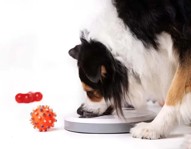 O comedouro para cachorro automático é programado para liberar a comida em horários específicos