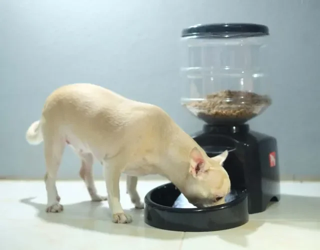 O comedouro para cachorro com dispenser é uma opção de armazenamento de comida