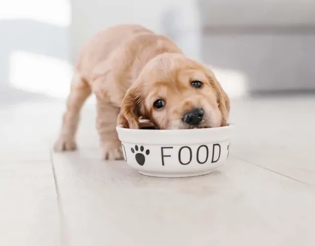 O pote de cachorro em forma de tigela é o mais comum e popular