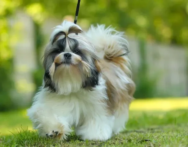 O Shih Tzu tricolor também é uma possibilidade de cor de pelagem da raça