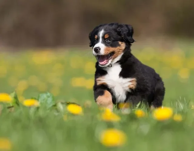 O filhote de Bernese tem ainda mais energia para gastar nos primeiros anos