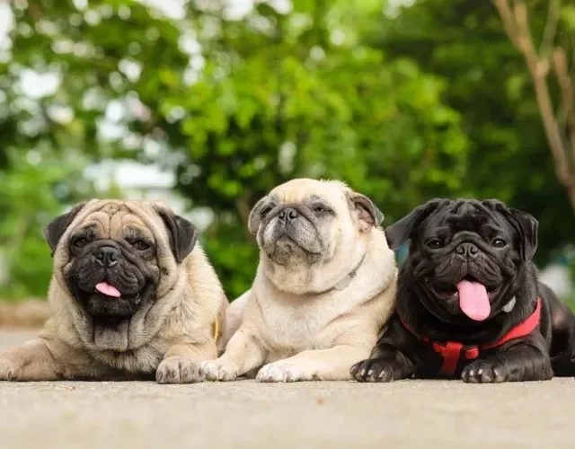 Três Pugs com cores diferentes