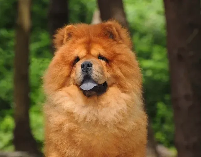 A orelha de cachorro Chow Chow, por outro lado, possui um tamanho bem pequenininho