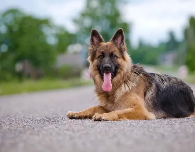 O Pastor Alemão é um cachorro de orelha grande e rígida, que parece estar sempre alerta