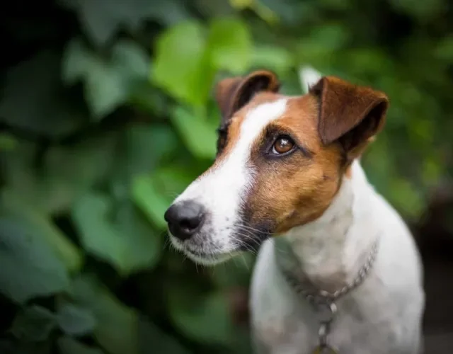 A orelha de cachorro Fox Terrier é levantada, mas sua ponta dobra, sendo assim semi-ereta