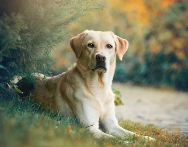 A orelha de cachorro Labrador tem um formato triangular, com ponta fina e base maior, lembrando um triângulo