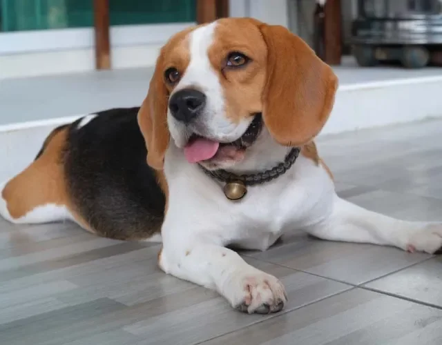 O Beagle possui um tipo de orelha de cachorro com a ponta mais arredondada