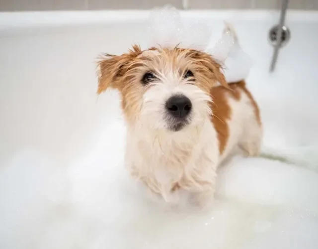 Cachorro Jack Russel: preço da raça pode chegar até R$ 9.500