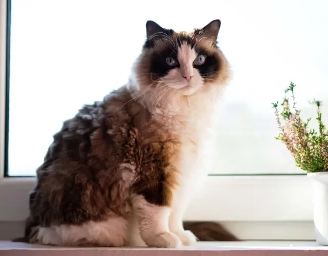 O gato Ragdoll Mitted possui a cor branca nas patas e castanho no dorso e boa parte da cabeça