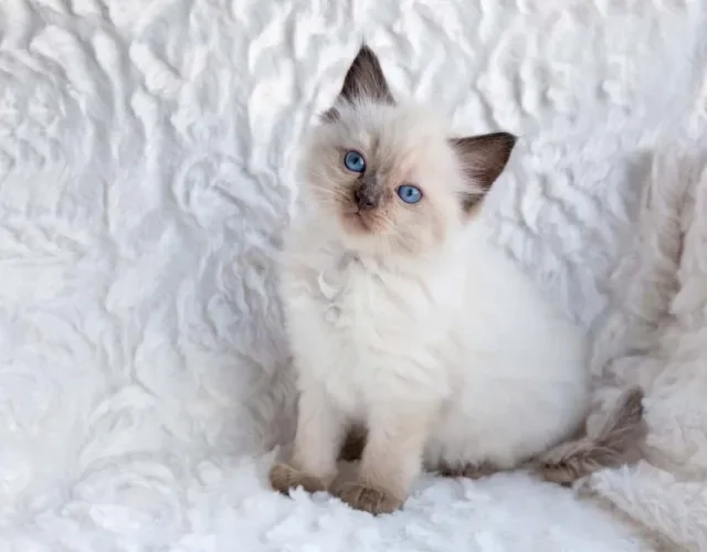 O padrão de Ragdoll colorpoint tem as extremidades escuras