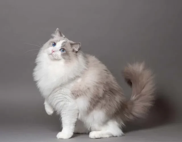 Raça de gato Ragdoll: esse é um bicolor azul (ou cinza). É conhecido por ter uma mancha branca no rosto em forma de V