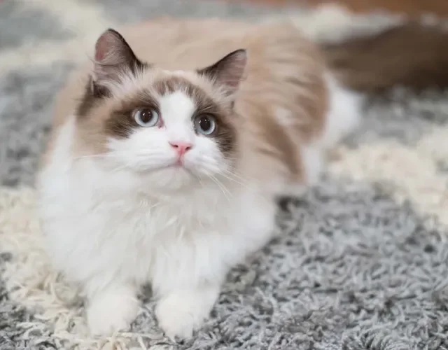 O gato Ragdoll também pode ter diferentes tons de bege e marrom em sua pelagem