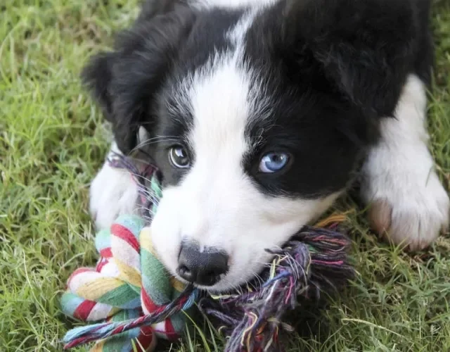 Border Collie filhote com mordedor
