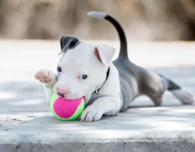 Pitbull filhote brincando