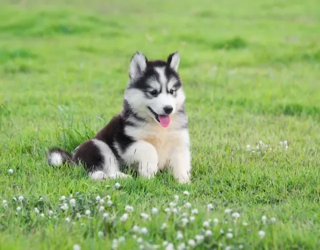 Husky Siberiano sentado na grama