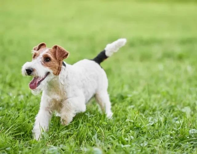 Fox Terrier filhote brincando na grama