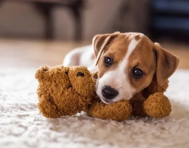 Jack Russell Terrier filhote com bichinho de pelúcia na boca