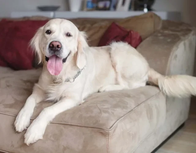 O Golden Retriever pode ser uma escolha para morar em apartamento