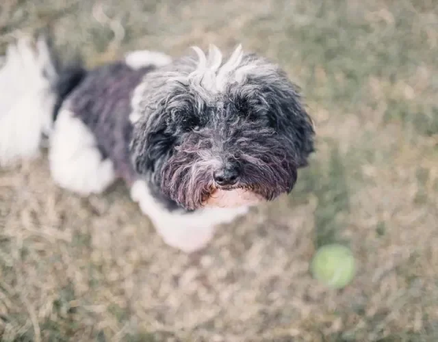 Filhote de Poodle preto e branco também é fotogénico