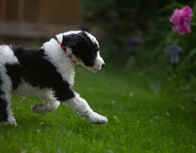O Poodle filhote preto e branco é brincalhão e cheio de energia